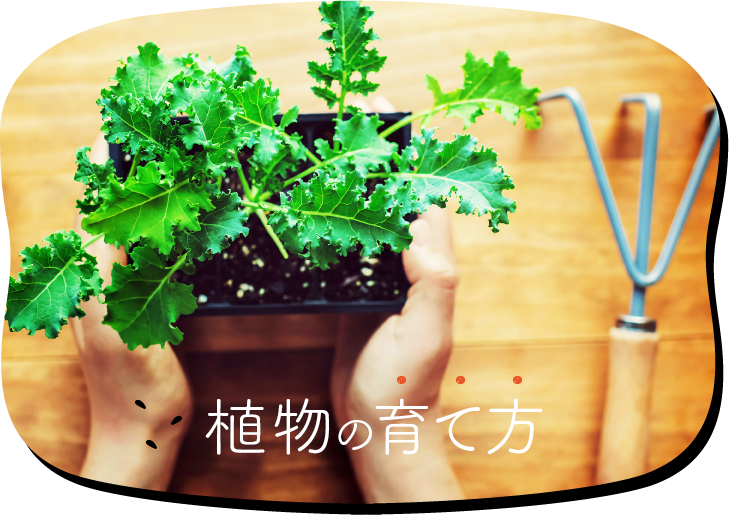 植物の育て方